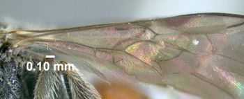 Media type: image;   Entomology 610763 Aspect: hind wing